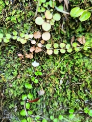 Epilobium nummulariifolium