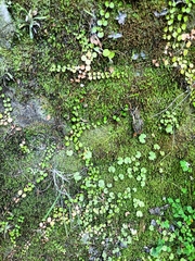 Epilobium nummulariifolium