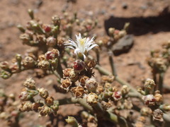 Mesembryanthemum junceum