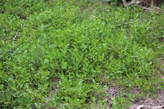 Myoporum boninense