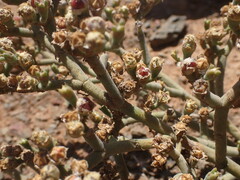 Mesembryanthemum junceum