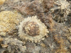 Siphonaria australis