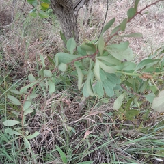 Gymnosporia glaucophylla