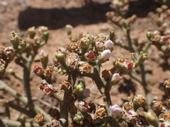 Mesembryanthemum junceum