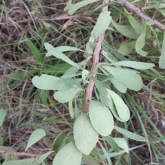 Gymnosporia glaucophylla