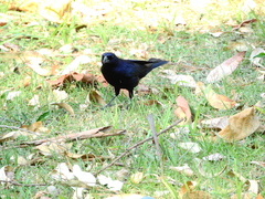 Molothrus bonariensis