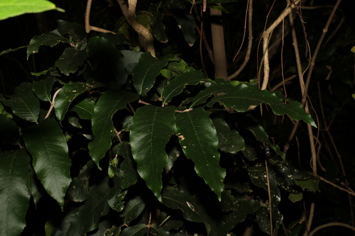 Image of Bosistoa pentacocca by (c) Greg Tasney, some rights reserved (CC BY-SA)