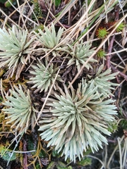 Celmisia sessiliflora