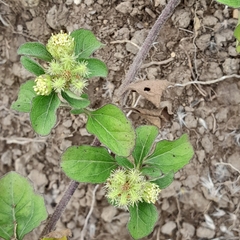 Acanthospermum australe