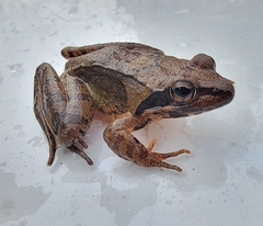 Rana huanrensis