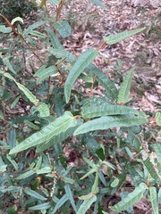 Lasiopetalum ferrugineum