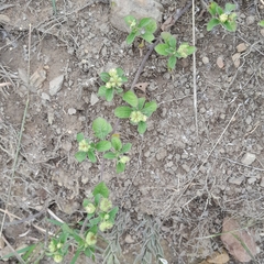 Acanthospermum australe