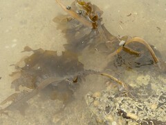 Undaria pinnatifida