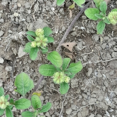 Acanthospermum australe