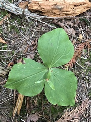 Trillium