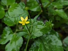 Ranunculus silerifolius