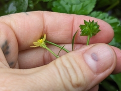 Ranunculus silerifolius