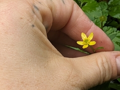 Ranunculus silerifolius