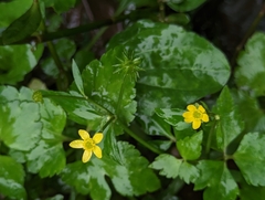 Ranunculus silerifolius