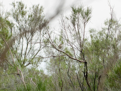 Cercotrichas galactotes