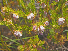 Erica subulata