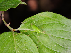 Barbitistes serricauda