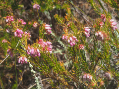 Erica subulata