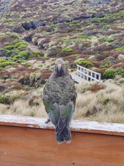 Nestor notabilis