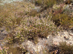 Erica subulata