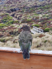 Nestor notabilis
