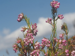 Erica subulata