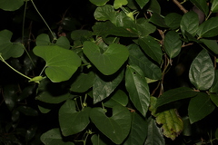Aristolochia littoralis