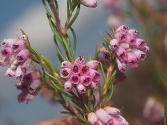 Erica subulata