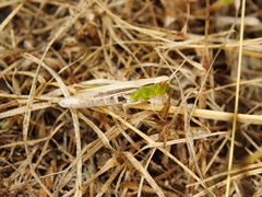 Chorthippus albomarginatus