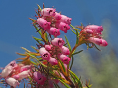 Erica subulata