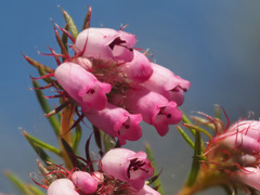Erica subulata