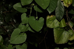 Aristolochia littoralis