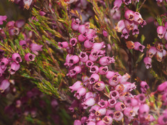 Erica lateralis