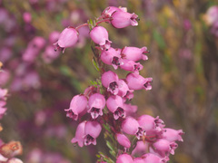 Erica lateralis