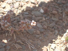Crassula corallina