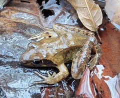 Rana huanrensis