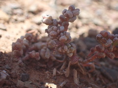 Crassula corallina
