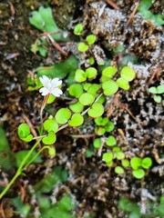 Epilobium nummulariifolium