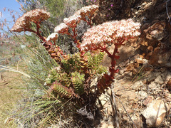 Crassula undulata