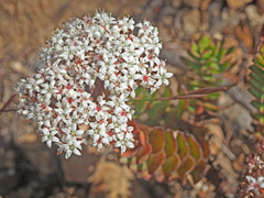 Crassula undulata