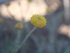 Pentzia incana