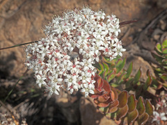 Crassula undulata