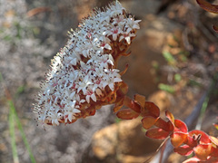 Crassula undulata
