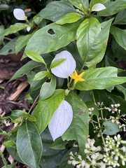 Mussaenda formosanum