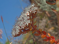 Crassula undulata